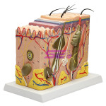 Skin Model 70 Times Enlarged